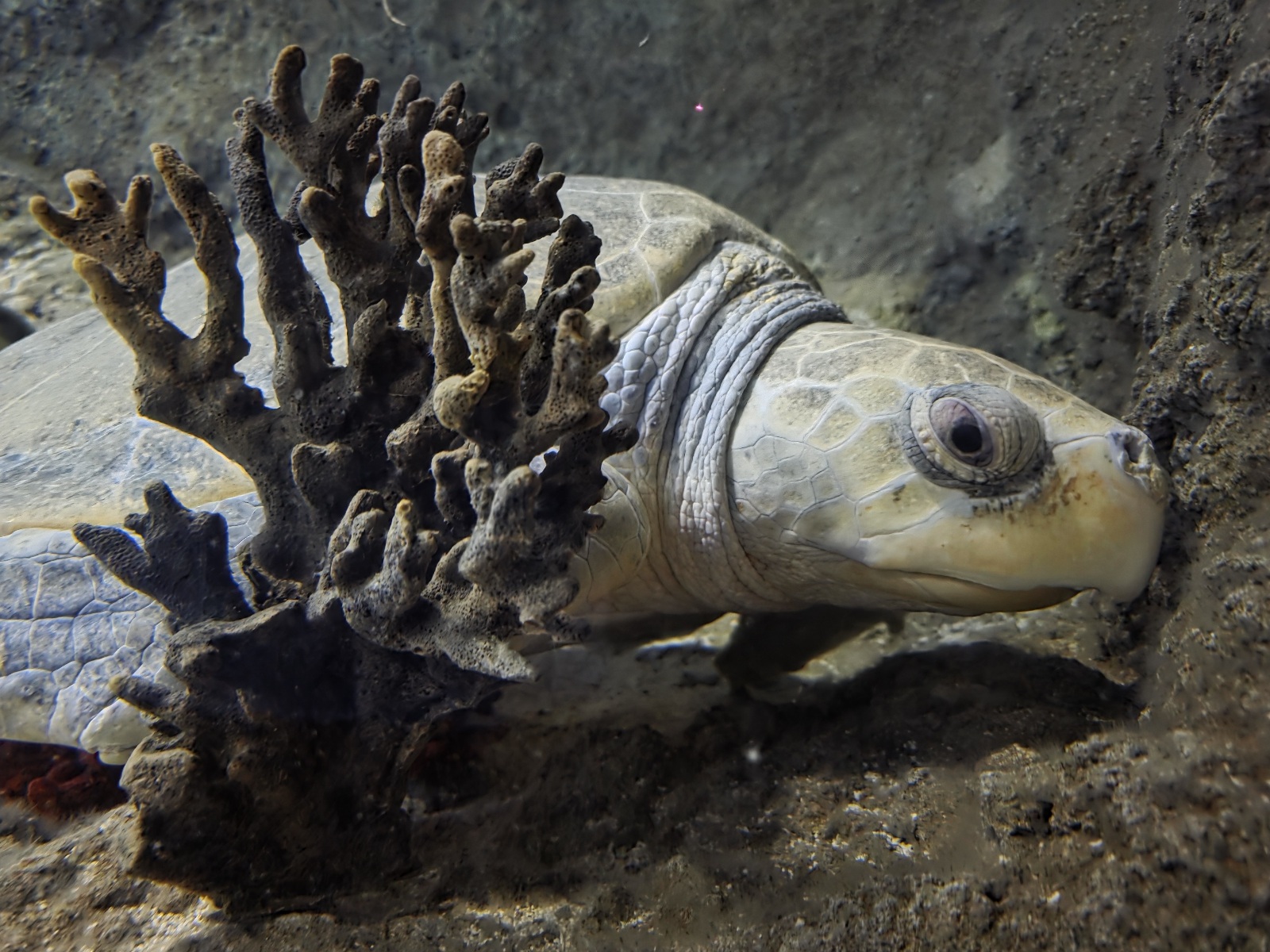 The 40-year-old turtle